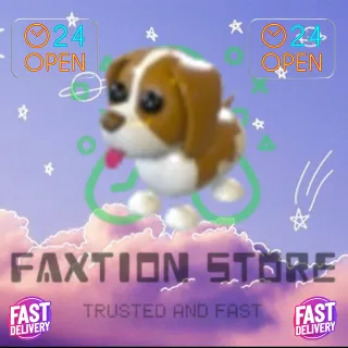 Brown Springer Spaniel