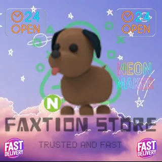 N Chocolate Labrador