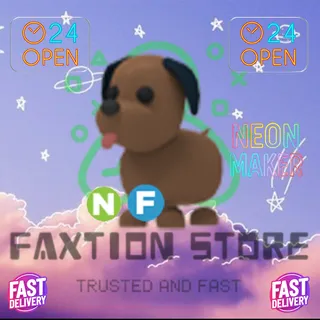 NF Chocolate Labrador