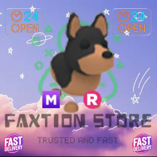 MR Australian Kelpie