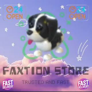 Black Springer Spaniel