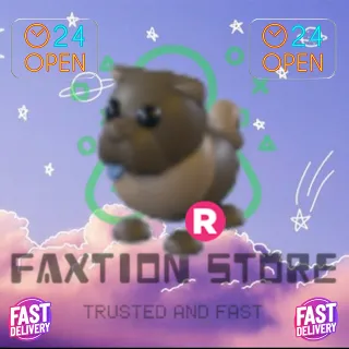 Chocolate Chow-Chow R