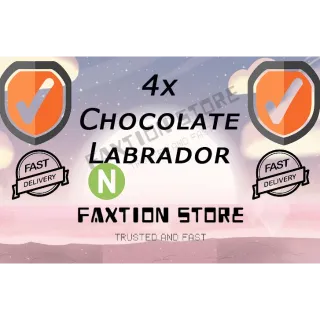 4x N Chocolate Labrador