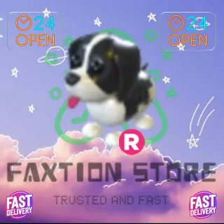 R Black Springer Spaniel