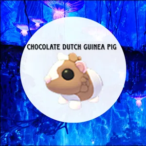 Chocolate Dutch Guinea