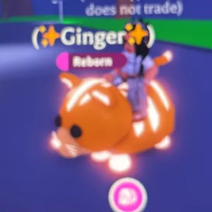 NFR GINGER CAT