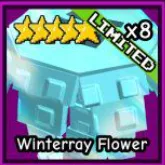 10X WINTERRAY FLOWER