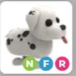 NFR DALMATIAN