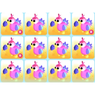 12X DODO'S!!! (CHEAP) (CLEAN)