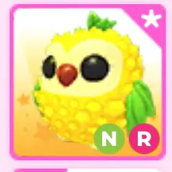 NR PINEAPPLE OWL