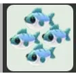 many mackerel