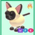 mfr siamese cat / mega siamese cat