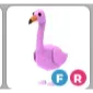fr flamingo