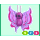 NFR ORCHID BUTTERFLY