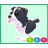 nfr border collie