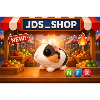 nfr Tortoiseshell Guinea Pig