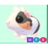 mfr tortoiseshell guinea pig / mega 