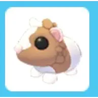 CHOCOLATE DUTCH GUINEA PIG