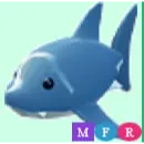 MFR SHARK