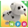NFR DALMATIAN