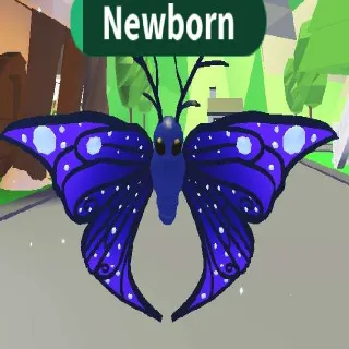 MOONBEAM BUTTERFLY