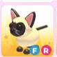  FR Siamese Cat