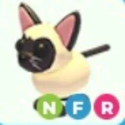 nfr siamese cat