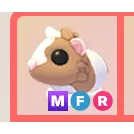 MFR CHOCOLATE DUTCH GUINEA PIG