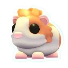 red dutch guinea pig