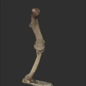 Megalonyx Left Leg