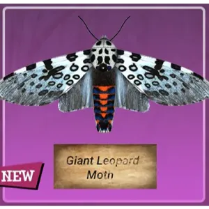 Taxidermy Giant Leopard