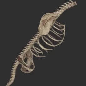 Megalonyx Torso