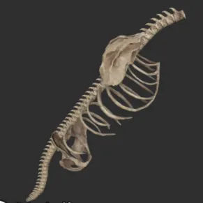 Megalonyx Torso