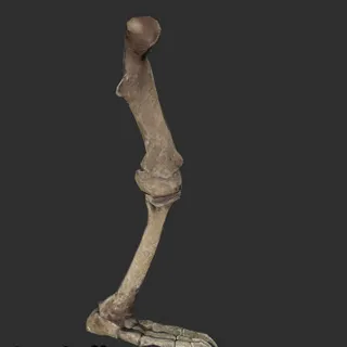 Megalonyx Left Leg