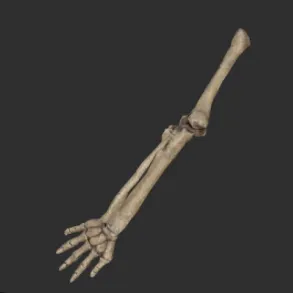 Megalonyx Left Arm