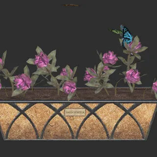 Flowering Box Rhododenro