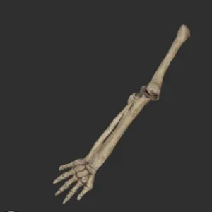 Megalonyx Left Arm