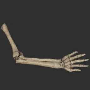 Megalonyx Right Arm