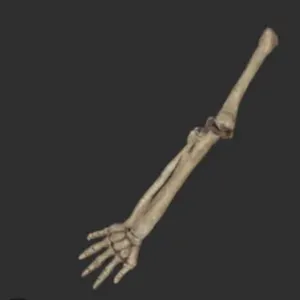 Megalonyx Left Arm