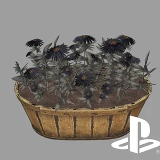 Flower Box - Aster