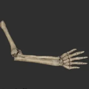 Megalonyx Right Arm