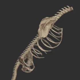 Megalonyx Torso