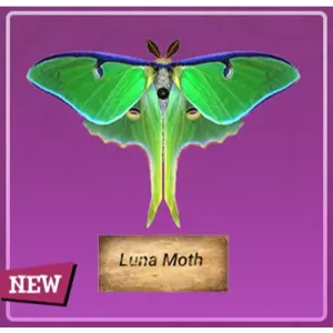 Taxidermy Luna Moth