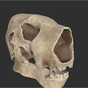 Megalonyx Skull