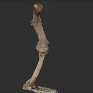 Megalonyx Left Leg
