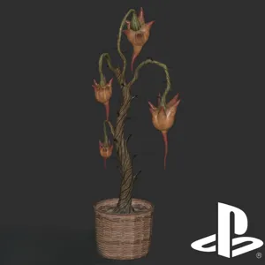 Potted Prickeye