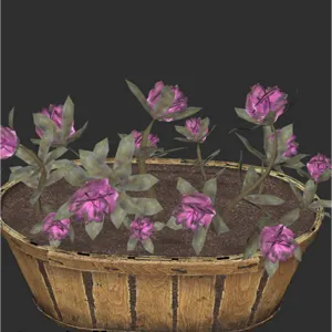 Flower Box Rhododendron