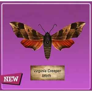 Taxidermy Virginia Creep