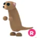 R Meerkat