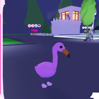 FR Flamingo